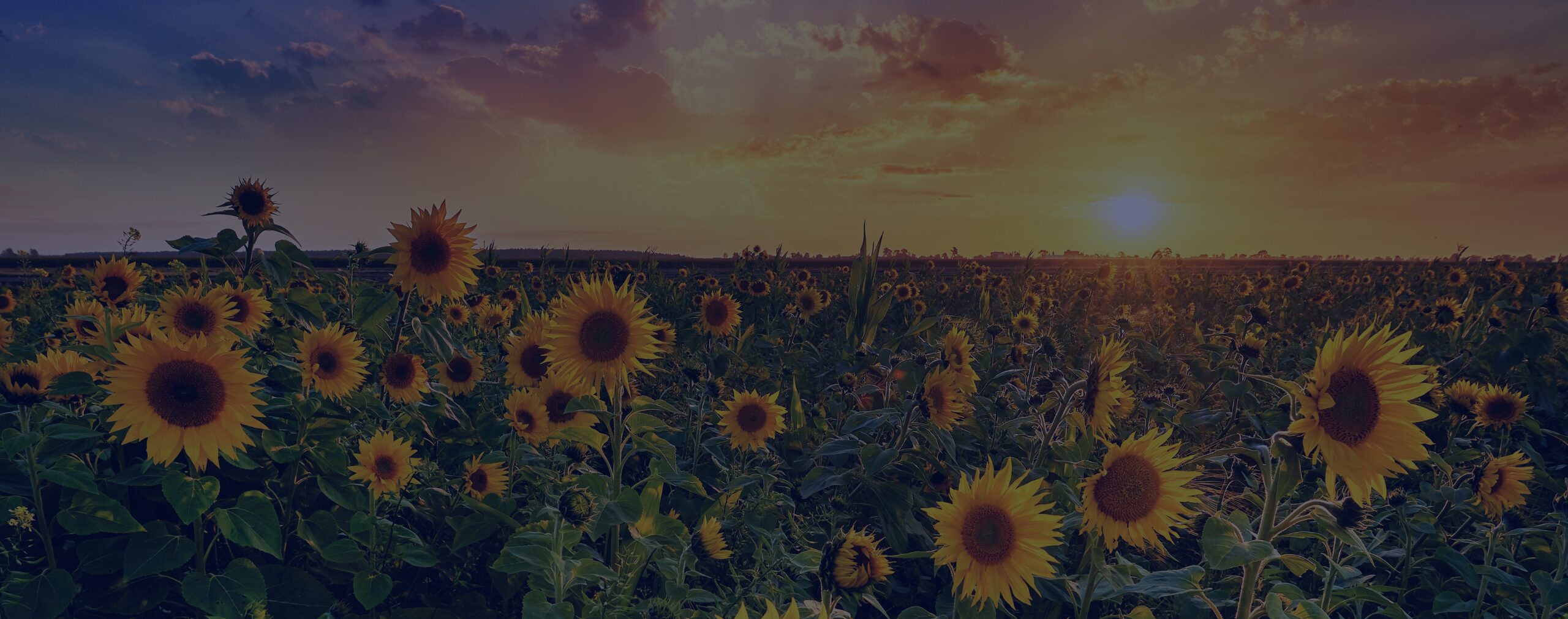 Kansas Community Empowerment