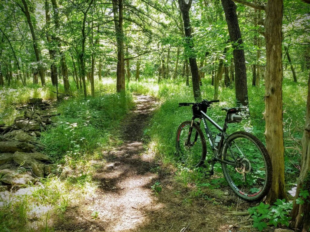 A bicycle leans against a tree on a dirt path winding through a lush, green forest. Dappled sunlight filters through the leafy canopy, and a line of rocks borders the path on the left. The scene is peaceful and inviting.